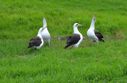 Albatross display on 16