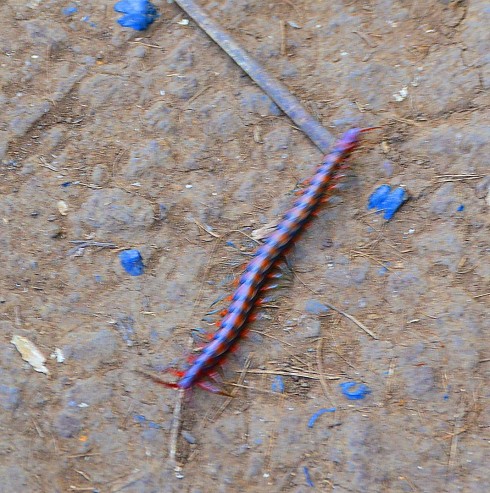 Scurrying Centipede