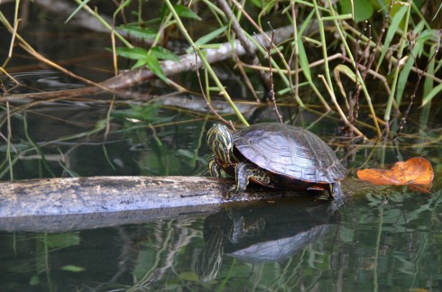 Box Turtle