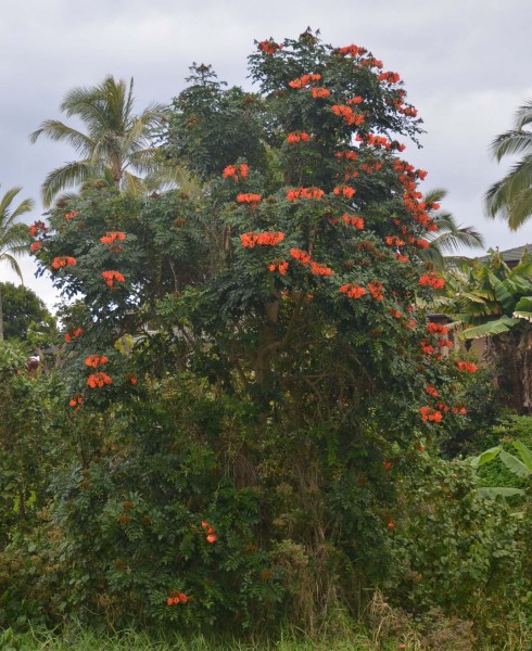Royal Poinciana tree