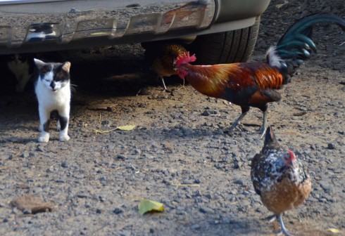 The Chicken Telling Off the Cat