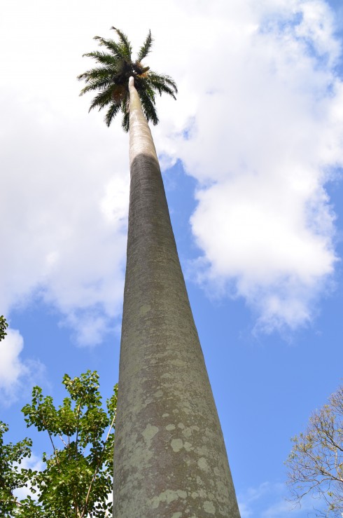 Super tall Royal Palm