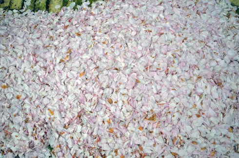 Cherry petals, Haarlem