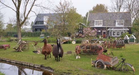 Haarlem llamas