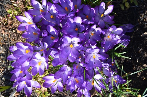 early crocii