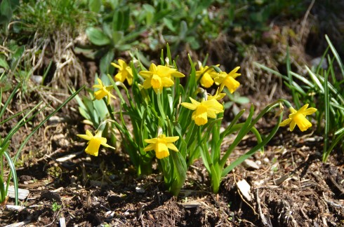 Narcissus Tiny Tim