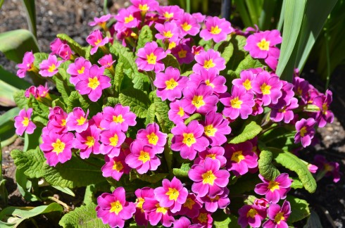 Primulas