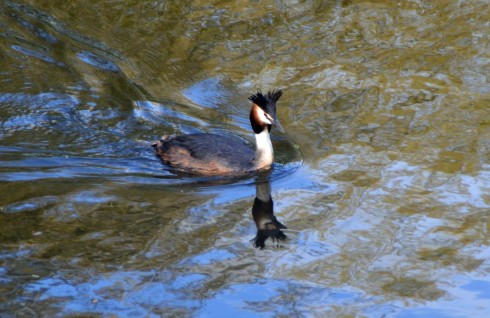 European Grebe