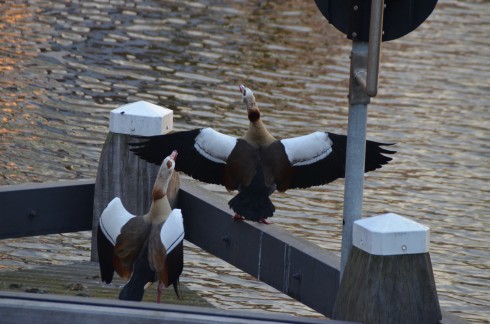 Haarlem Geese