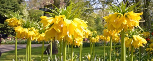 Yellow Fritillarias