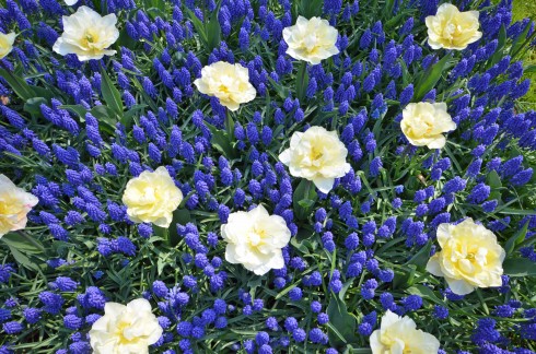 Tulips and muscari