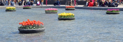 Tulips, Museumplein Amsterdam