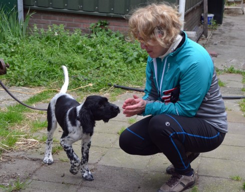 setter puppy