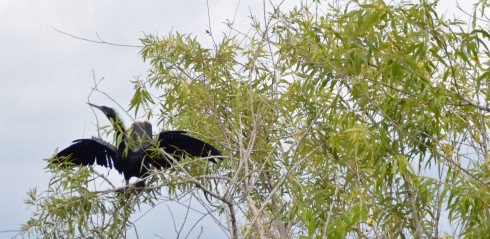 Anhiga drying its wings
