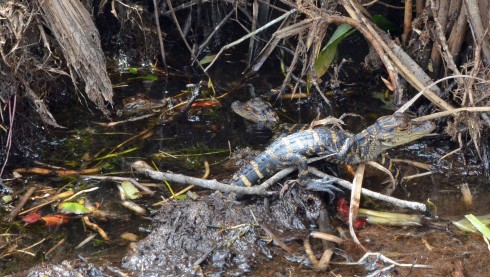 Loxahatchee baby gators