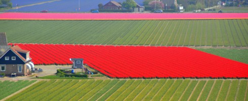 Bulb Fields from the dunes