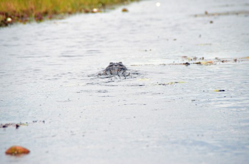 Coming up on a big gator