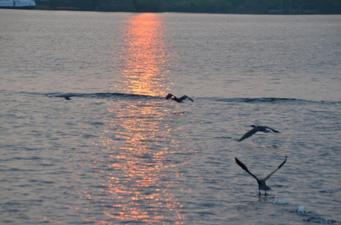 Early Birds