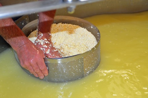 curds at the gouda farm