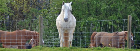 Horses on the other