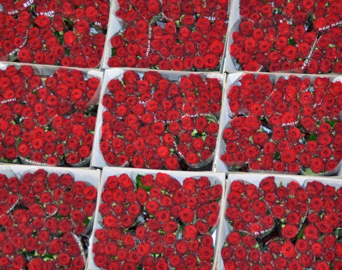 Roses are Red