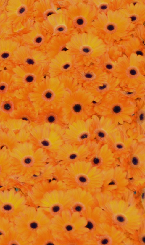 orange gerberas