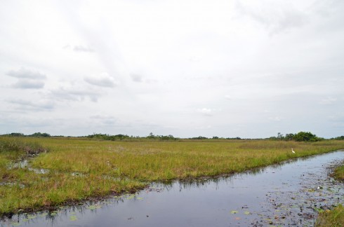 the real everglades