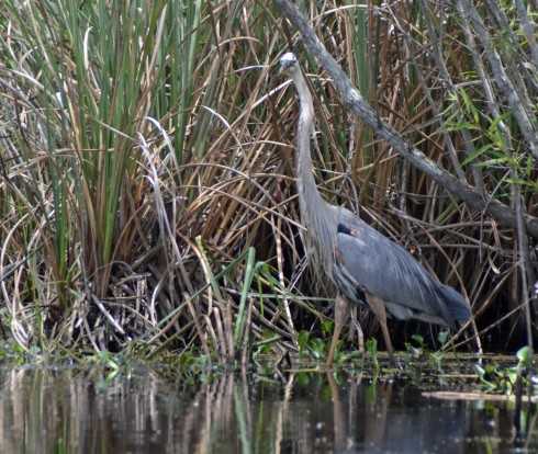 Well camouglaged Great Blue Heron