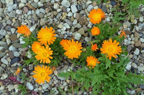 Wild calendulas