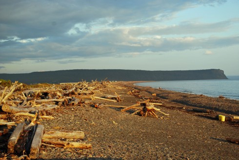 Cape D'Or Driftwood