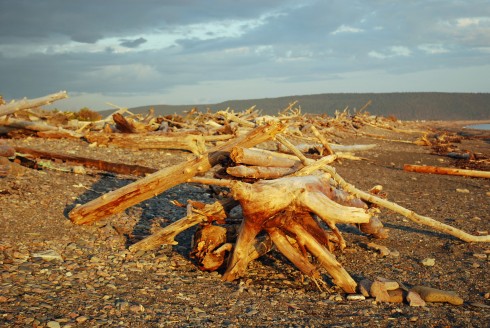 Driftwood