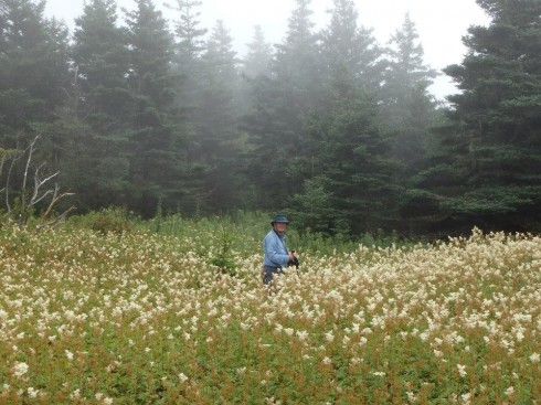 In the Spirea