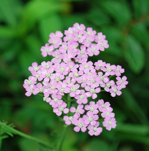 Isle Haute Yarrow