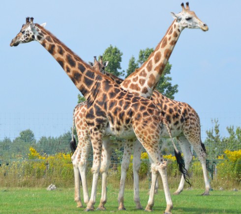 Crossed Necks