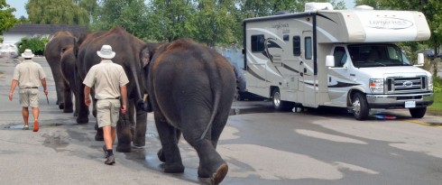 Elephants and RV