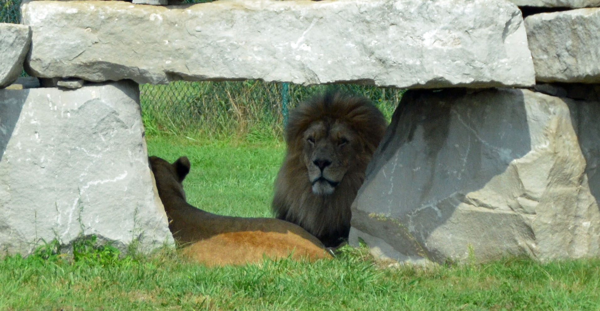 King of the Beasts, African Lion Safari