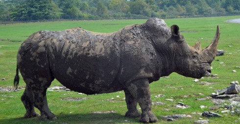 White Rhino