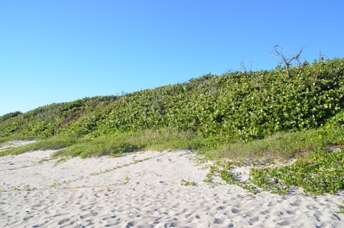 Dunes, John D. MacArthur State Park