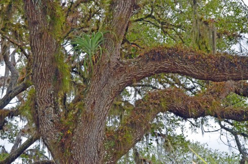 Live Oak with Bromeliad