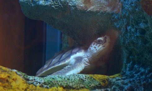 Stella, the little girl loggerhead