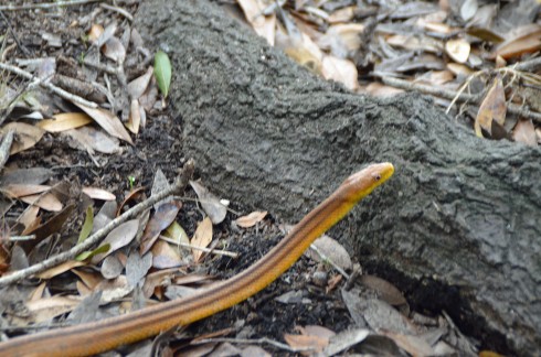 Yellow Rat Snake