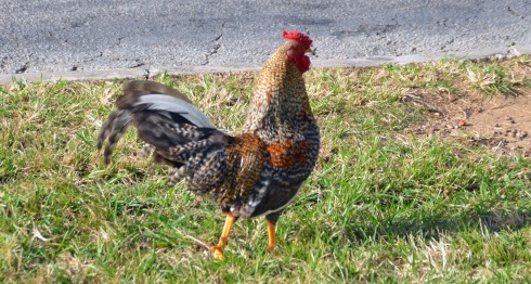 Bermuda Cockfighter