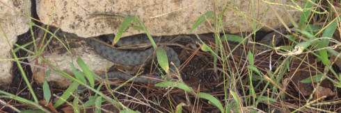 Horn-Nosed Viper, Krka National Park