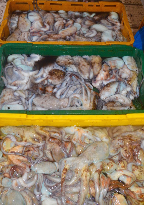Octopus