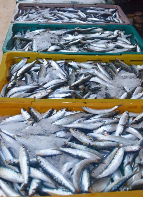 Sardines