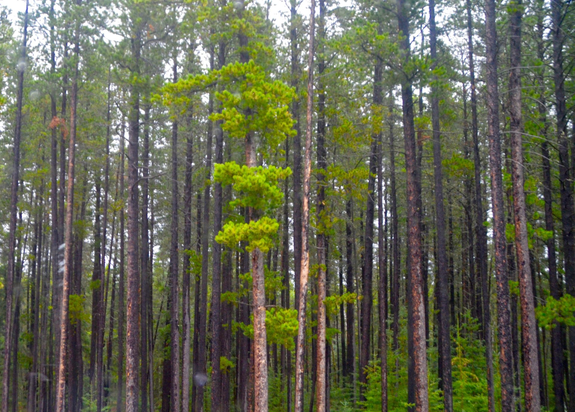 Cypress Hills Lodgepole Pines