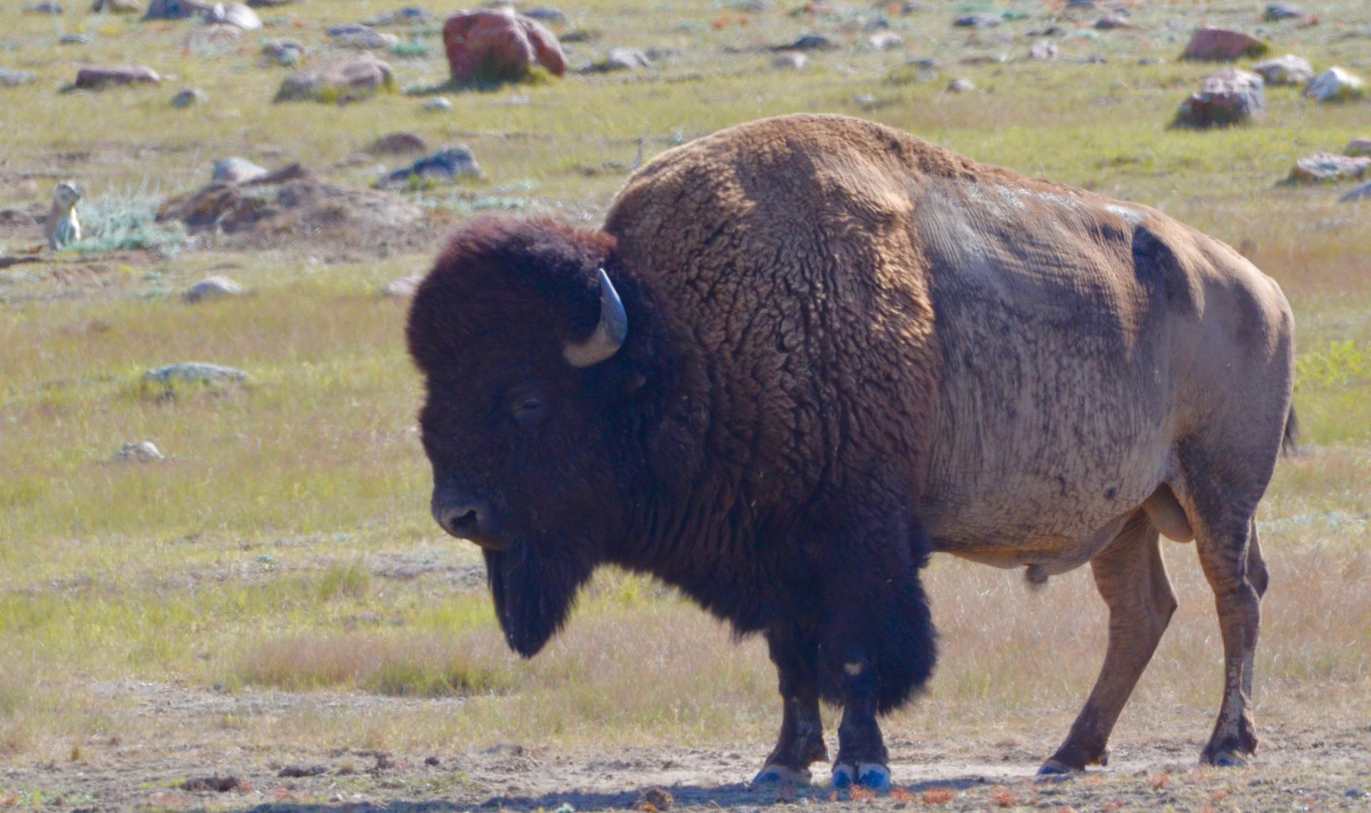 Bison Bull - Grasslands National Park