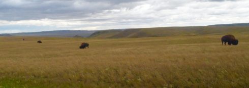 Buffalo in a Row