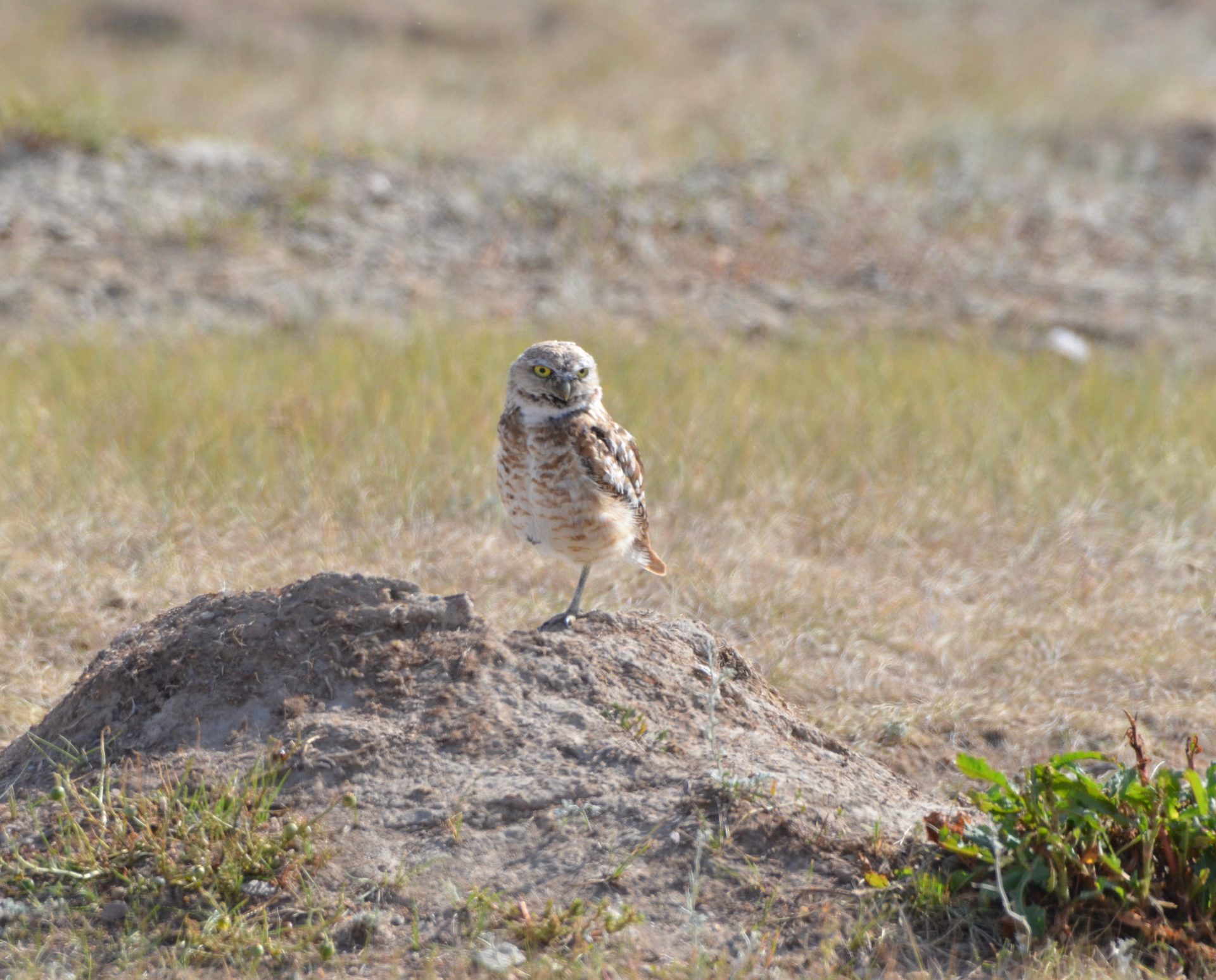 Burrowing Owl, Grasslands National Park