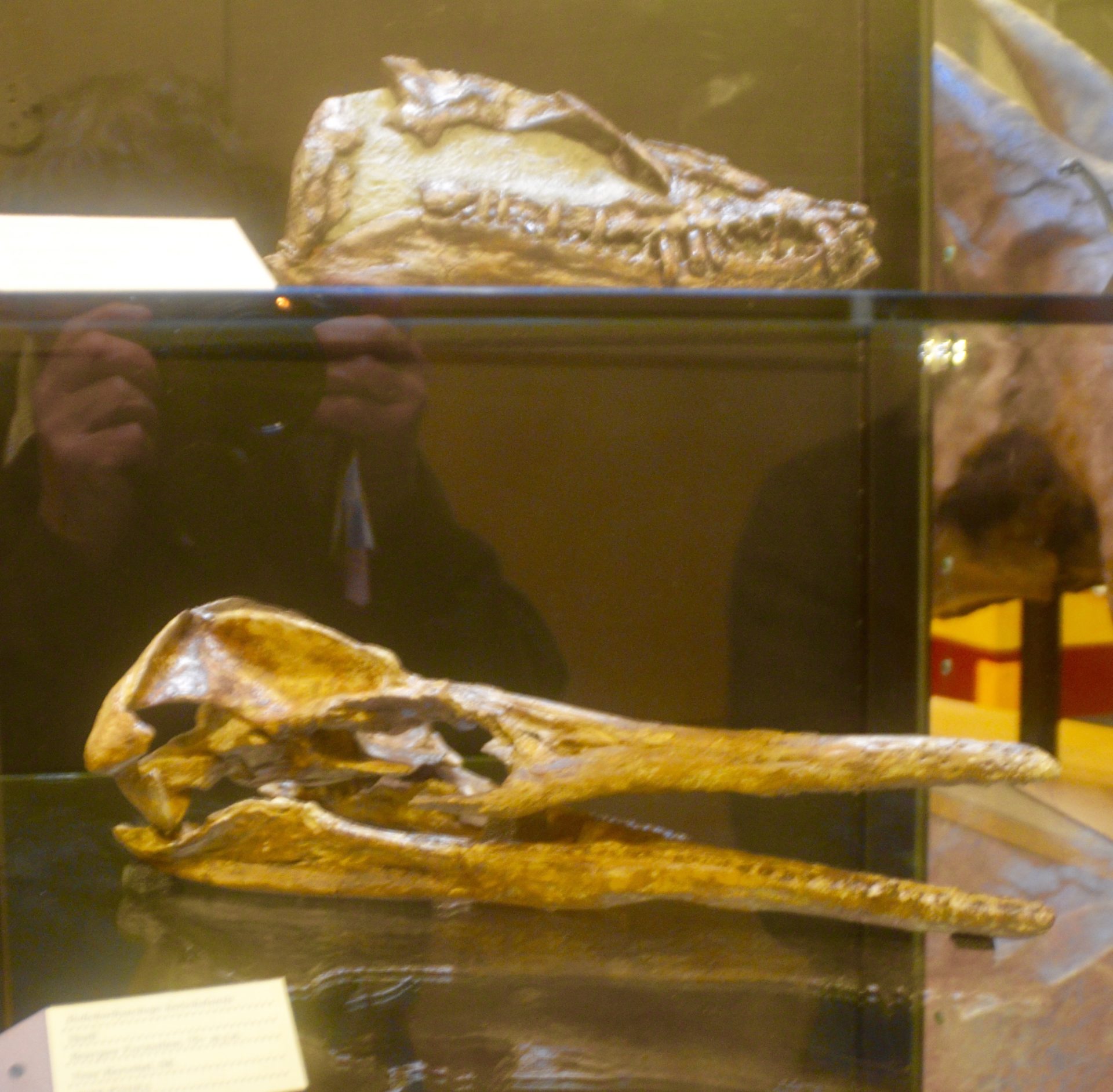T. Rex Centre plesiosaur skulls